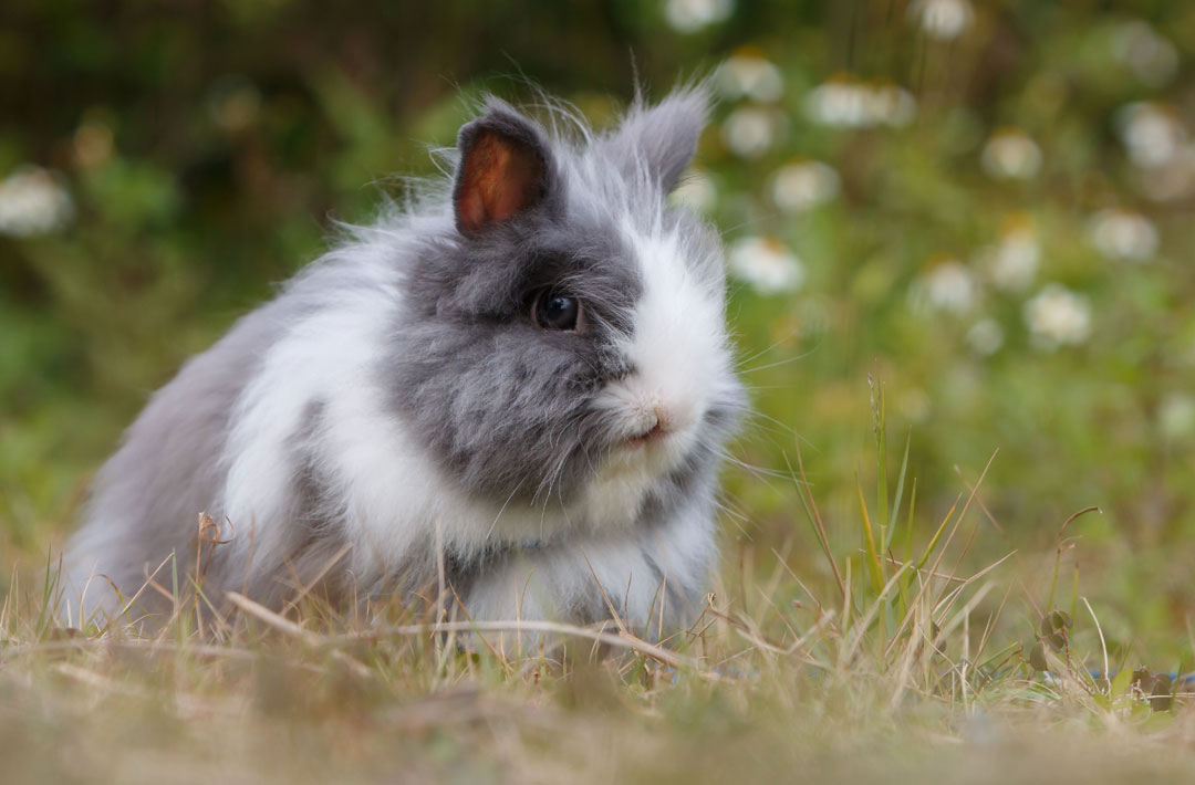 meerschwein